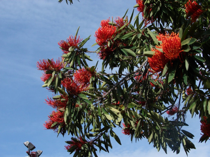 레드오크 - Queensland tree waratah, Red silky oak, Alloxylon flammeum