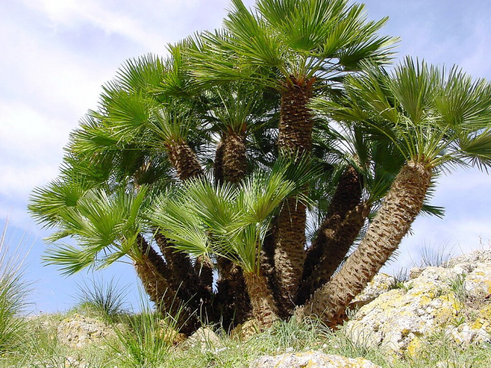 자매로프스야자 - Hair palm, Dwarf Fan Palm, Chamaerops humilis L.