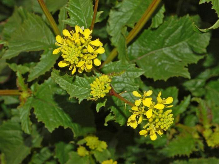 들갓 - Sinapis arvensis L. var. arvensis