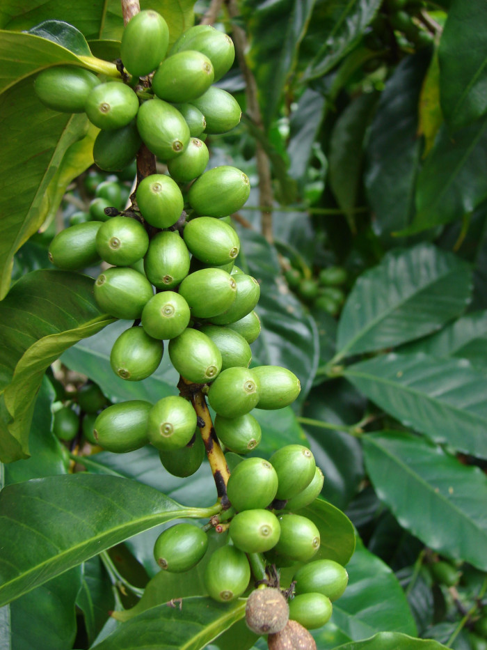 커피나무 - coffee tree, Coffea arabica L.