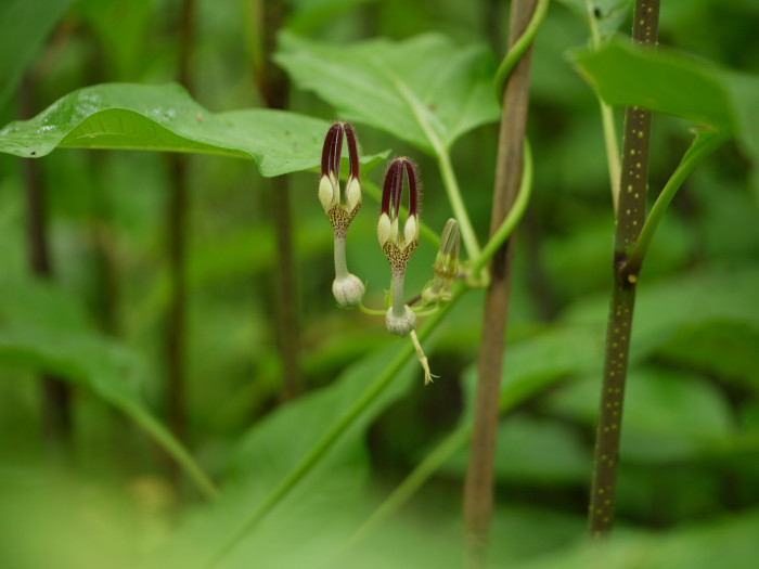세로페지아 - dimorpha, Ceropegia