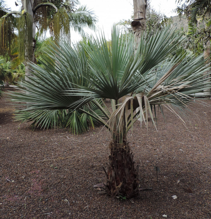 멕시코블루야자 - Mexican blue palm, blue hesper palm, Brahea armata