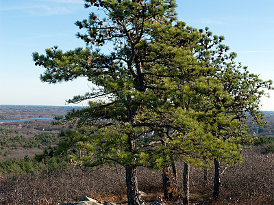 리기다소나무 사진 - Pinus rigida Mill. Photos