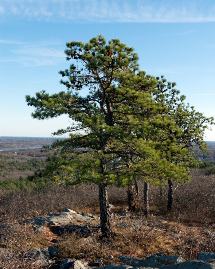 리기다소나무 - Pitch Pine, Pinus rigida Mill.