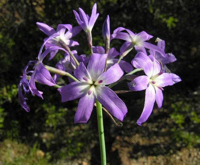 레우코리네 - Leucocoryne sp.
