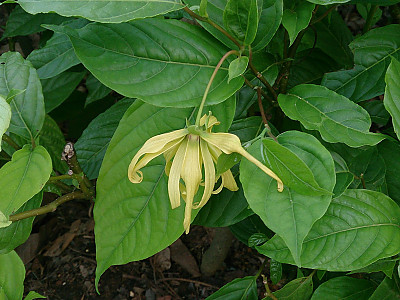 일랑일랑 사진 - Cananga odorata Photos