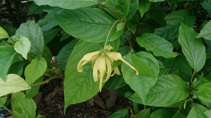 일랑일랑 - YlangYlang, Cananga odorata