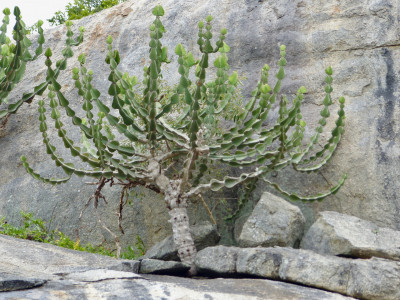 유리탑 선인장 사진 - Euphorbia cooperi Photos