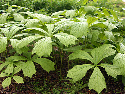 도깨비부채 사진 - Rodgersia podophylla A.Gray Photos