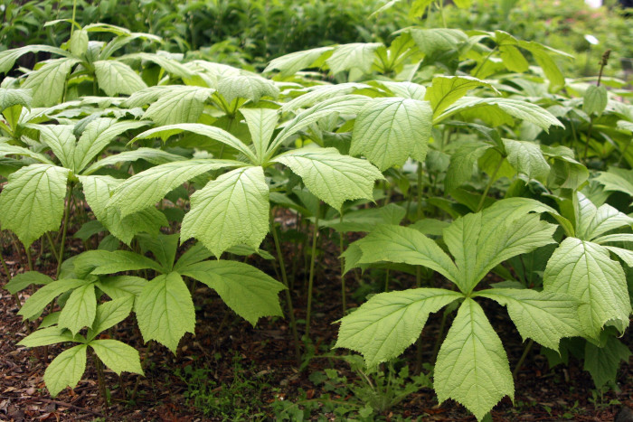 도깨비부채 - Rodgersia podophylla A.Gray