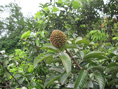 폴라산 사진 - Nephelium mutabile Blume Photos