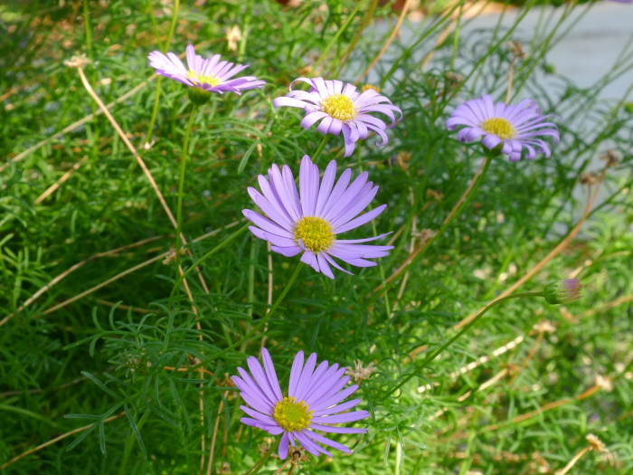 브라기컴 - Swan River Daisy, Brachyscome iberidifolia