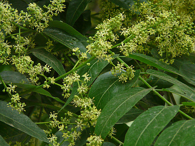 무환자나무 사진 - Sapindus mukorossi Gaertn. Photos