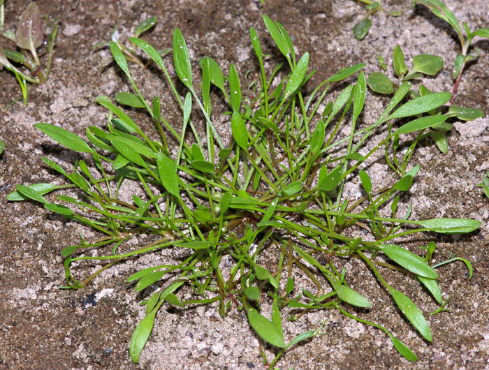 등포풀 - Limosella aquatica L.