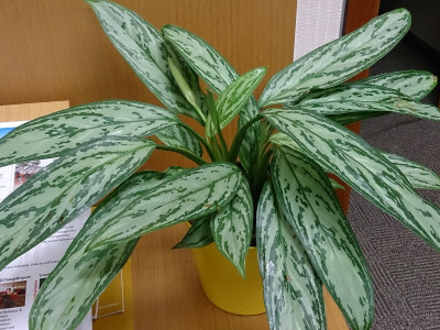 아글라오네마 사진 - Aglaonema commutatum Photos