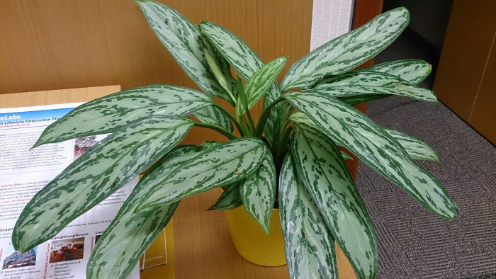 아글라오네마 - Chinese Evergreen, Aglaonema commutatum
