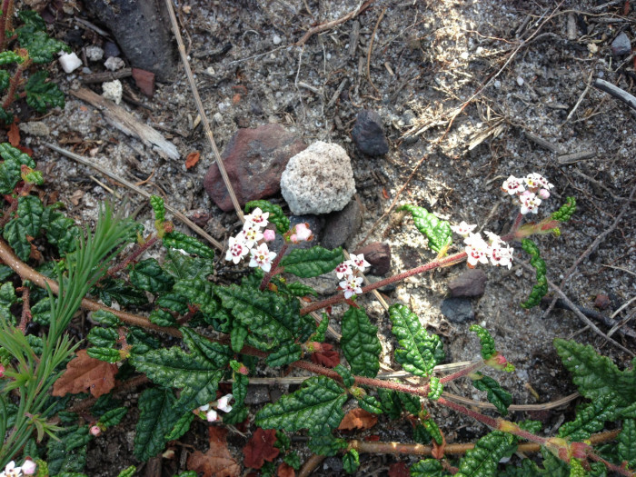 천황매 - Commersonia hermanniifolia, Rulingia hermanniifolia