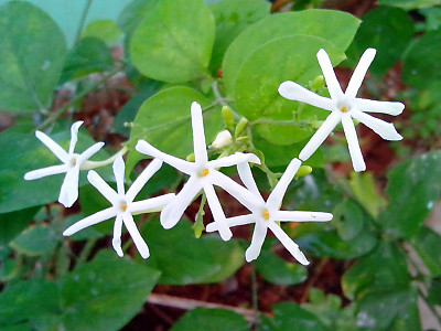 스페인 자스민 사진 - Jasminum grandiflorum Photos