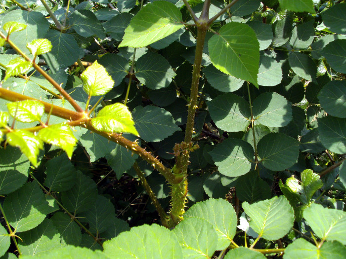 두릅나무 - Aralia elata (Miq.) Seem.