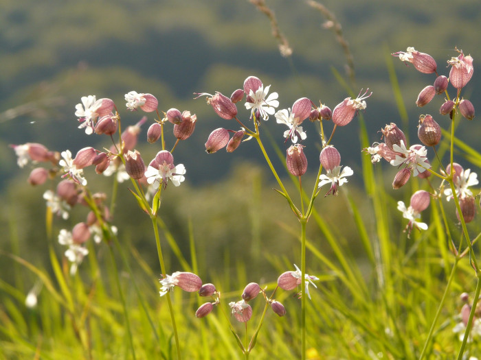 그린벨 - Bladder campion, Silene vulgaris