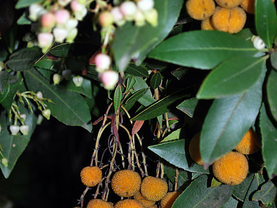 딸기나무 사진 - Arbutus unedo Photos