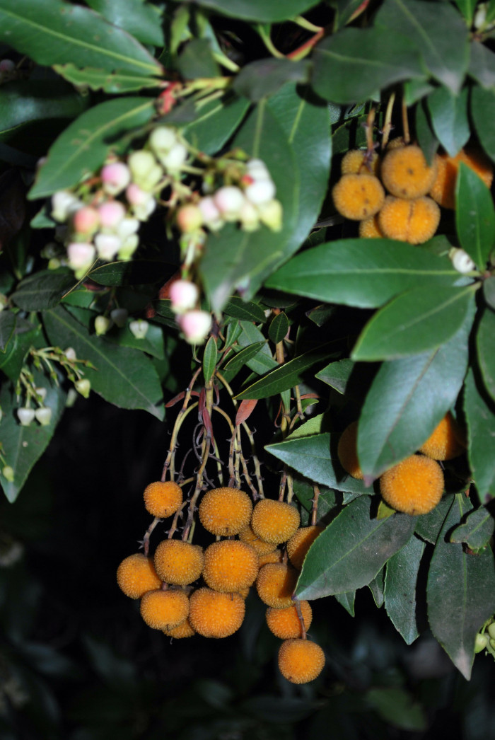 딸기나무 - Strawberry Tree, Arbutus unedo