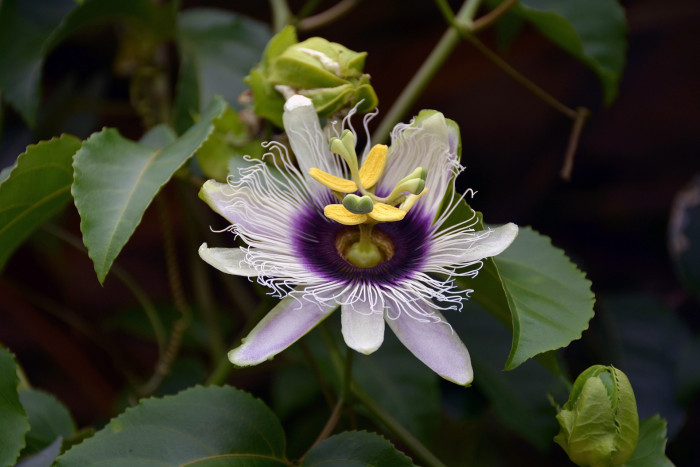 시계초 - passion flower, Passiflora caerulea