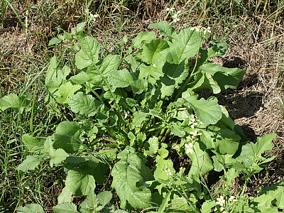 서양무아재비 사진 - Raphanus raphanistrum L. Photos