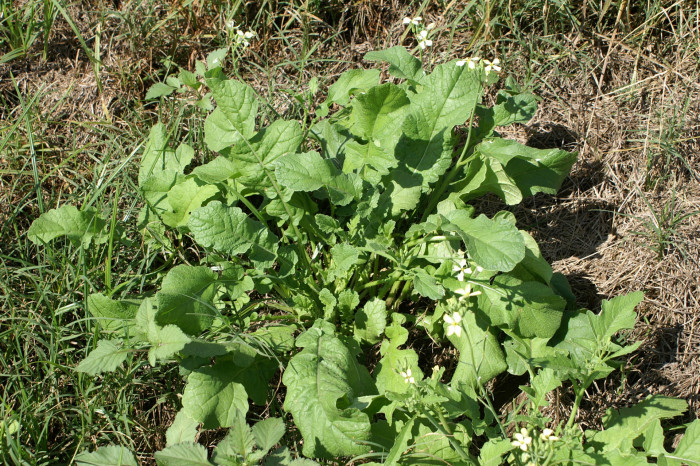 서양무아재비 - Sativus, Raphanus raphanistrum L.