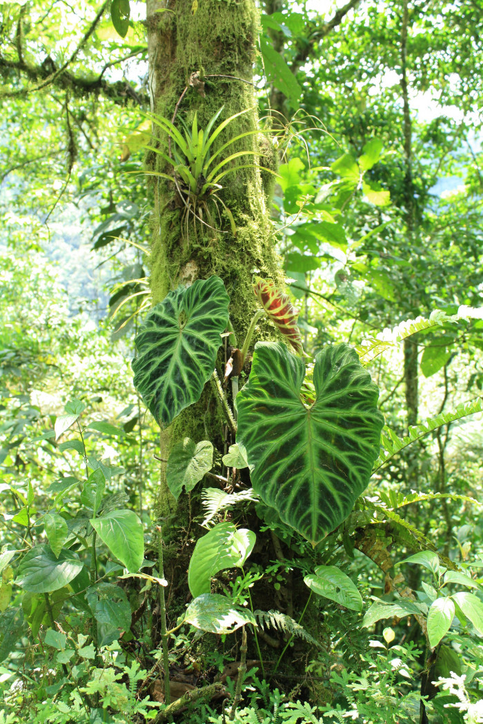 필로덴드론 베루코섬 - Philodendron Verrucosum