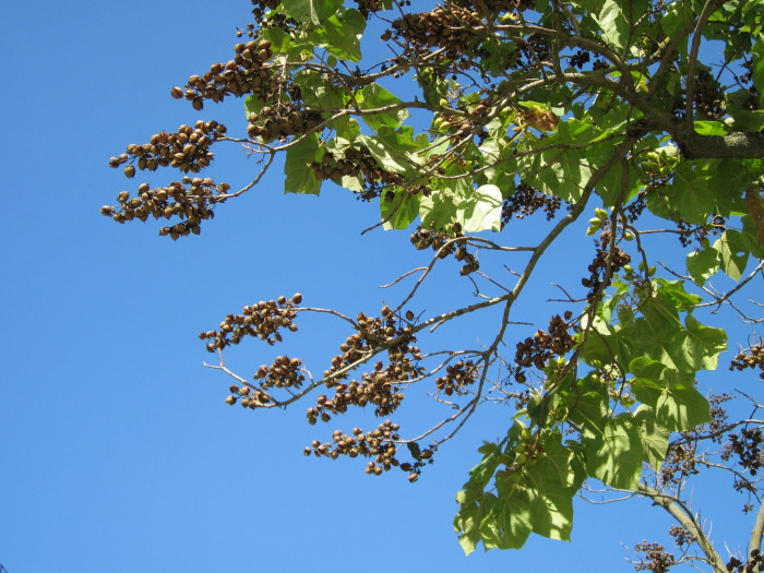 참오동나무 - Princess tree, Empress tree, Foxglove-tree, Paulownia tomentosa (Thunb.) Steud.