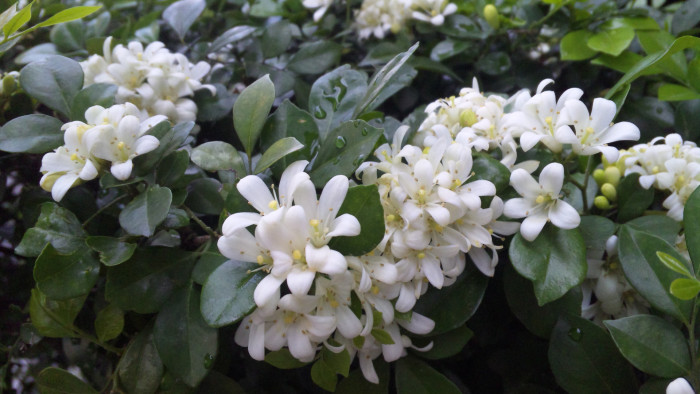 오렌지 자스민 - Orange jasmine, Murraya paniculata