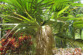 올드맨야자 - Coccothrinax crinita