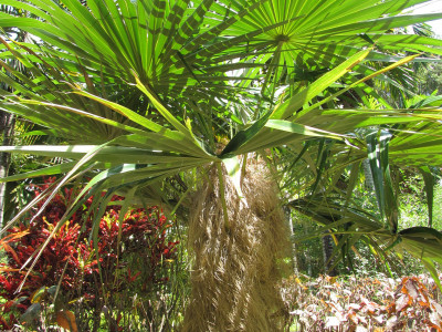 올드맨야자 사진 - Coccothrinax crinita Photos
