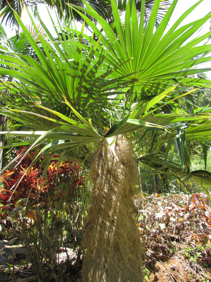 올드맨야자 - old man palm, guano barbudo, guano petate, palma petate, Coccothrinax crinita