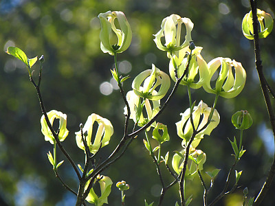 마법산딸나무 사진 - Cornus florida urbiniana Photos