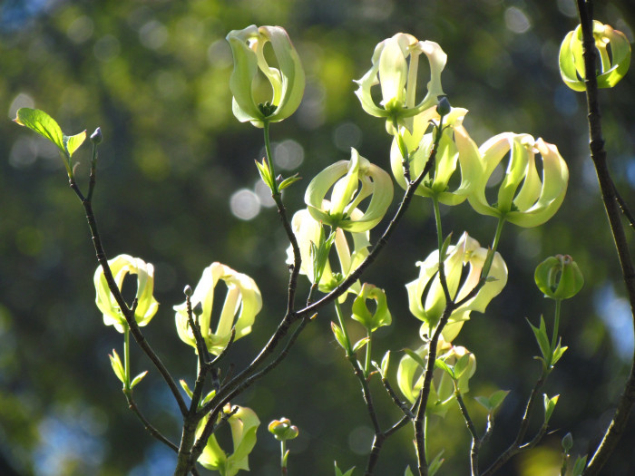 마법산딸나무 - Magic dogwood, Cornus florida urbiniana