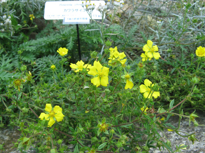 딱지꽃 - Potentilla chinensis Ser. var. chinensis
