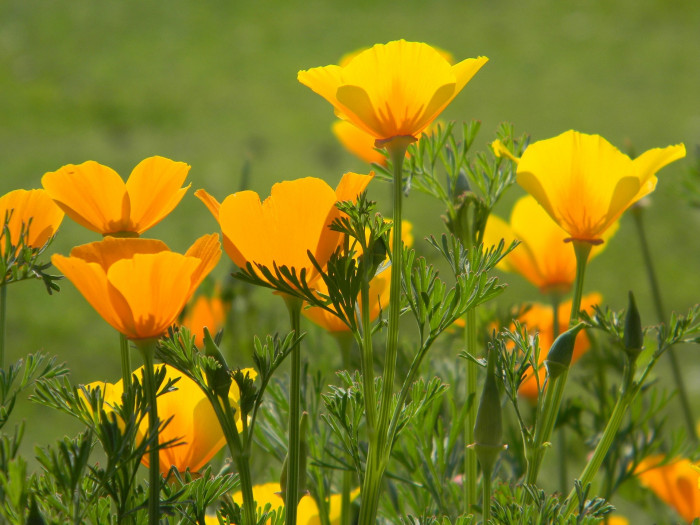 금영화 - California Poppy, Eschscholzia californica Cham.