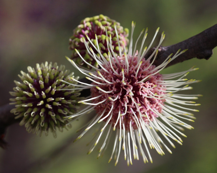 하키아 - Kodjet, Pincushion Hakea, Hakea laurina