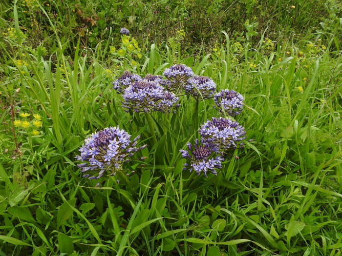 포르투갈 무릇 - Portuguese Squill, Peruvian Lily, Saphire Blue, Scilla peruviana L.