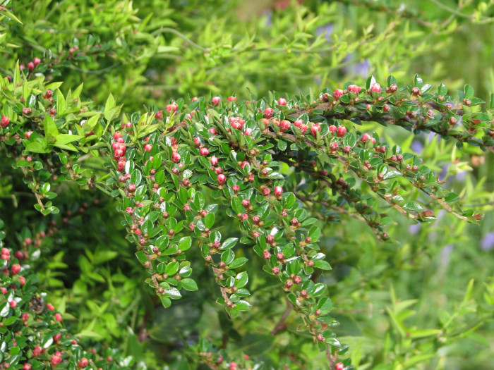 홍자단 - Rock cotoneaster, Cotoneaster horizontalis Decne.