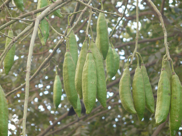 세이보나무 - Kapok, Ceiba. Java cotton, Java kapok, silk-cotton, Ceiba pentandra ( L. ) Gaertn.