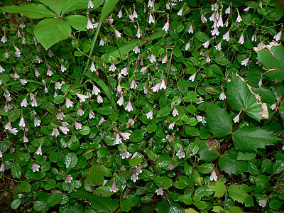 린네풀 사진 - Linnaea borealis L. Photos