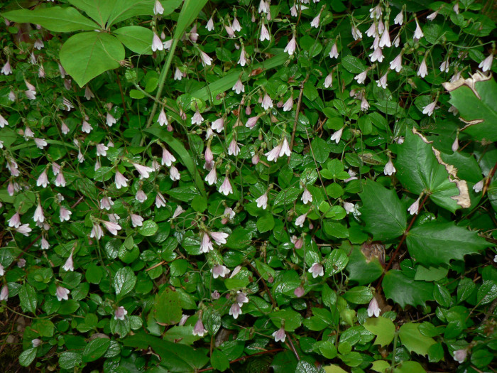 린네풀 - Linnaea borealis L.