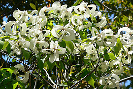 마법산딸나무 - Cornus florida urbiniana