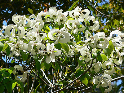 마법산딸나무 사진 - Cornus florida urbiniana Photos