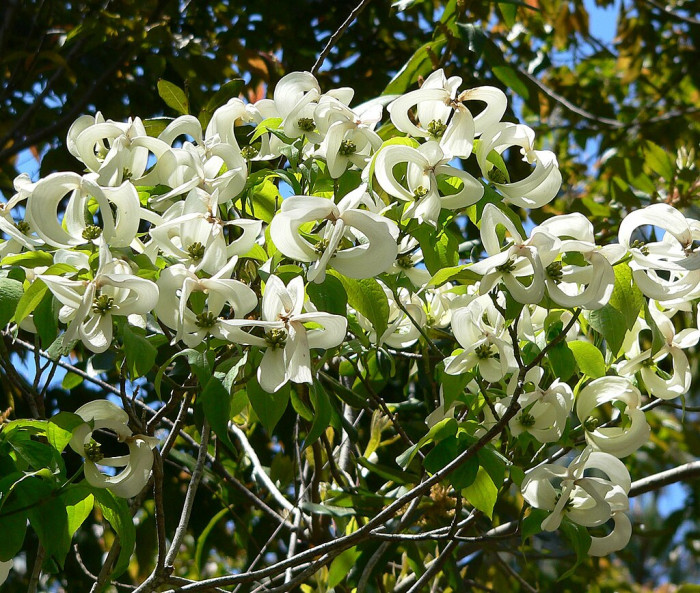 마법산딸나무 - Magic dogwood, Cornus florida urbiniana