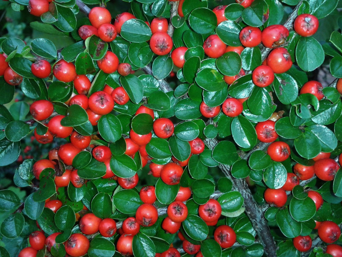 홍자단 - Rock cotoneaster, Cotoneaster horizontalis Decne.