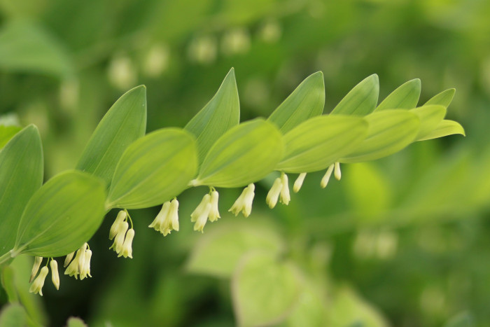 둥굴레 - ㅋㅋ, Polygonatum odoratum var.pluriflorum